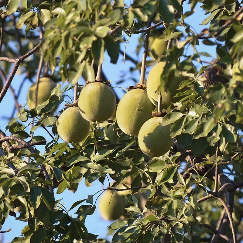 Adansonia Digitata (Baobab) Seed Oil