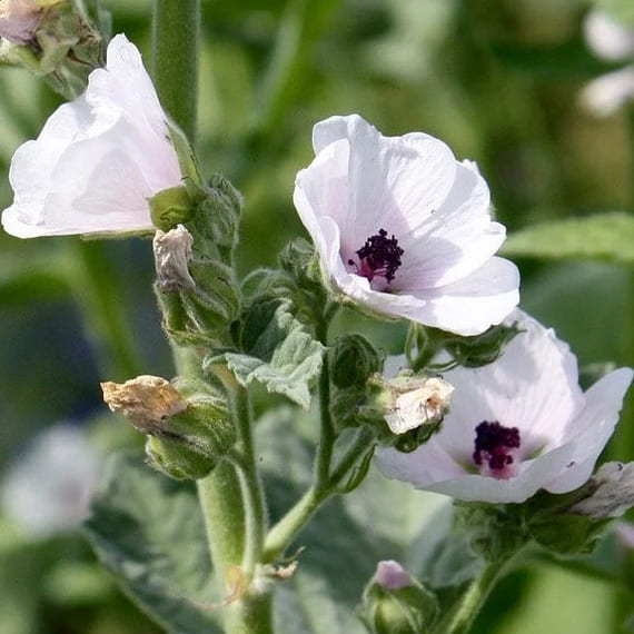 Althaea Officinalis (Marshmallow) Root Extract