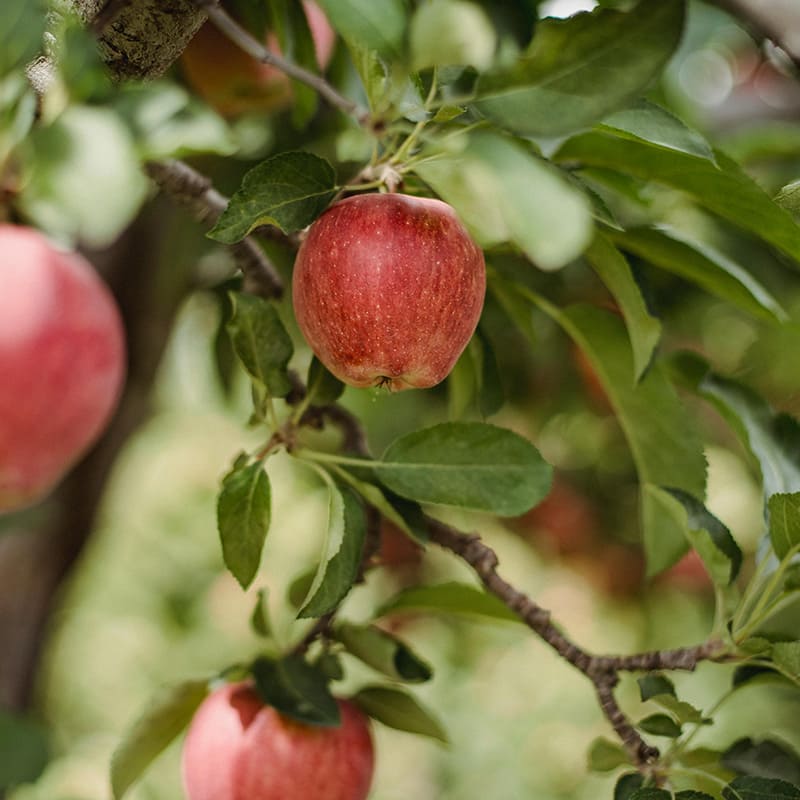 Apple Cider Vinegar