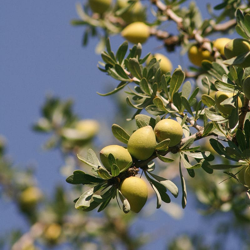 Argania Spinosa (Argan) Kernel Oil