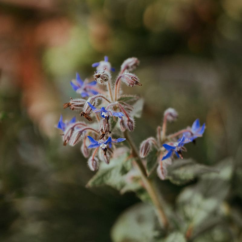 Borago Officinalis Seed Oil