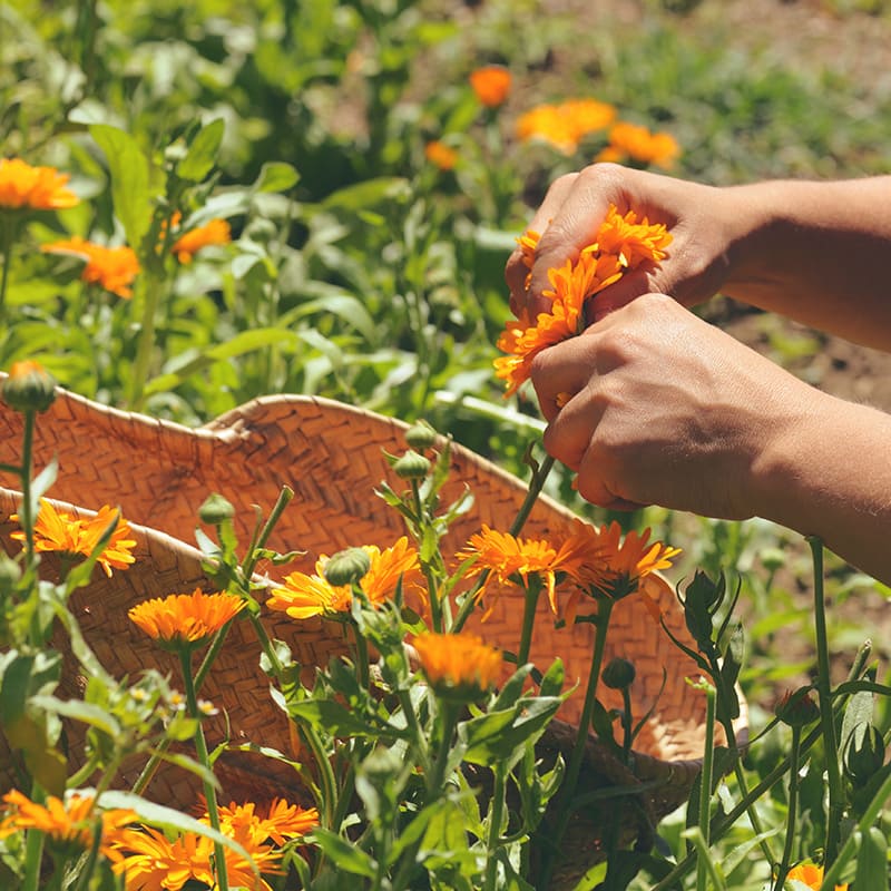 Calendula Officinalis Flower Extract