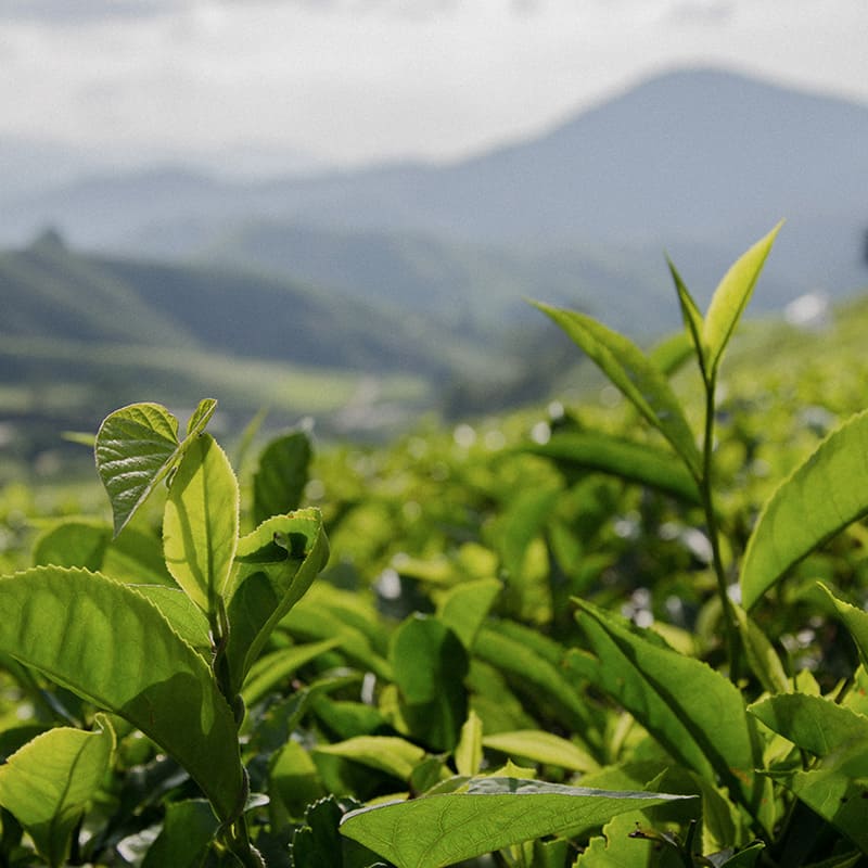 Camellia Sinensis (Green Tea) Leaf Extract