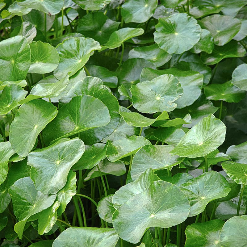 Centella Asiatica Leaf Extract