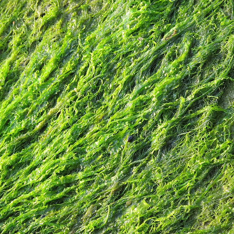 Enteromorpha Compressa Extract